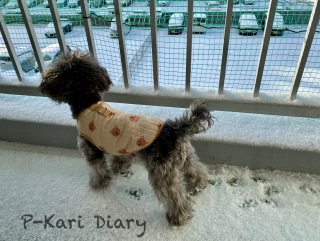 犬生初の雪