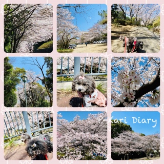桜さんぽ 桑山公園